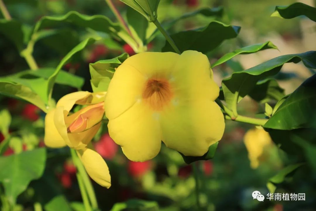 一次在解剖紫蝉花朵过程中,秀美的花儿瞬间白色"眼泪"汩汩地流,就像一