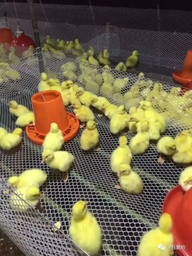 鹅苗怎么分公母,买鹅苗如何分辨公母?
