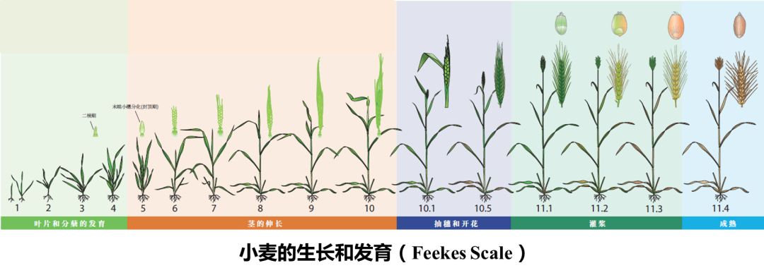 從發芽到成熟,小麥生長發育圖解!栽培措施看清楚,對小麥高產有幫助