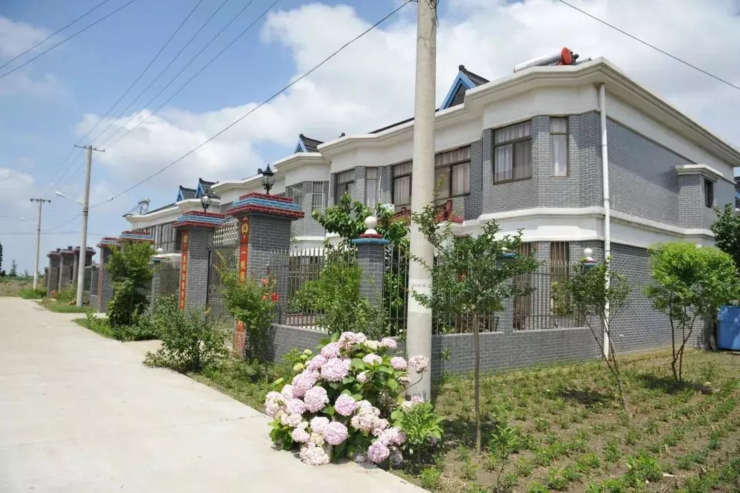 1570岁如皋搬经镇这棵千年古树七八个成年人手拉手才能绕树一圈