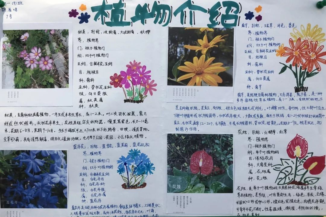 月季花植物卡片图片