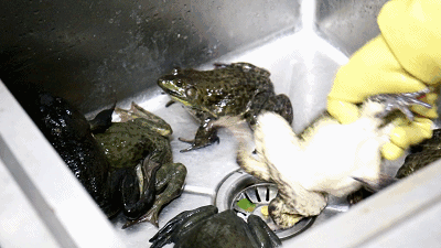 重头戏的牛蛙不仅分量十足肉量也十分感人,肥美细嫩的蛙肉一口下去都