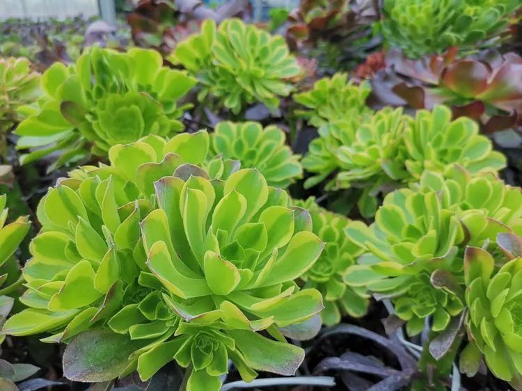 法师新品:青翠欲滴 "檬"动我心,青檬法师育繁记!