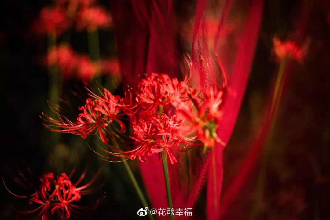 八百里曼珠沙华国风教程