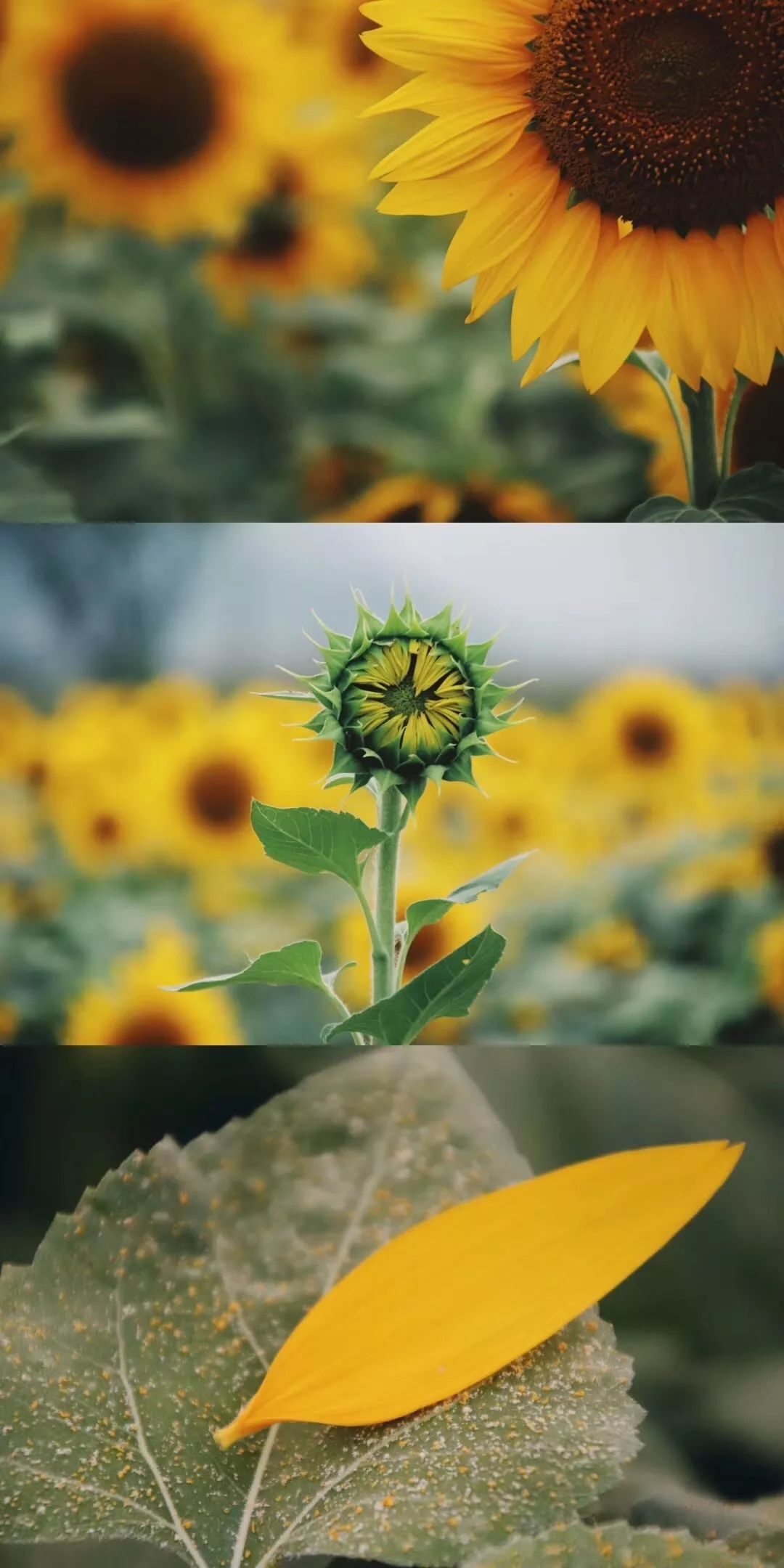 心若向阳何惧冷风浙南ins风的向日葵花海正在向你招手