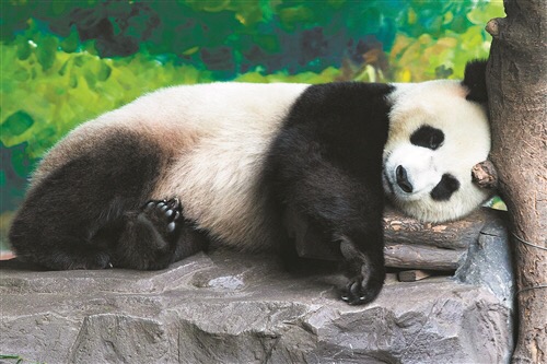 痴呆熊猫图片