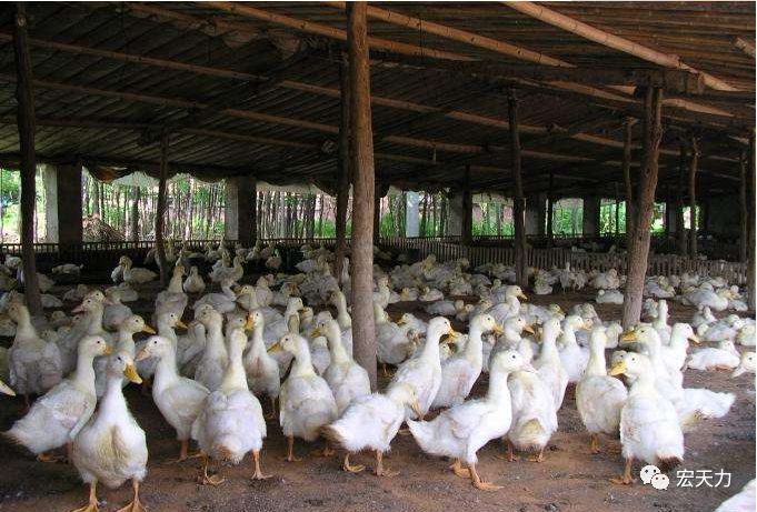 饲养管理鸭棚消毒技术以及鸭粪处理方法
