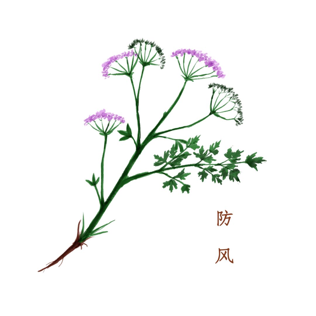 每日一味中药——防风