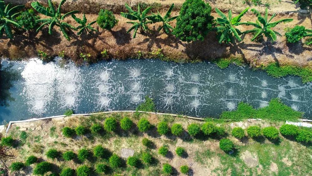 该项目主要采用微生物定向驯化,生态滤床,纳米曝气,生态滤坝等技术