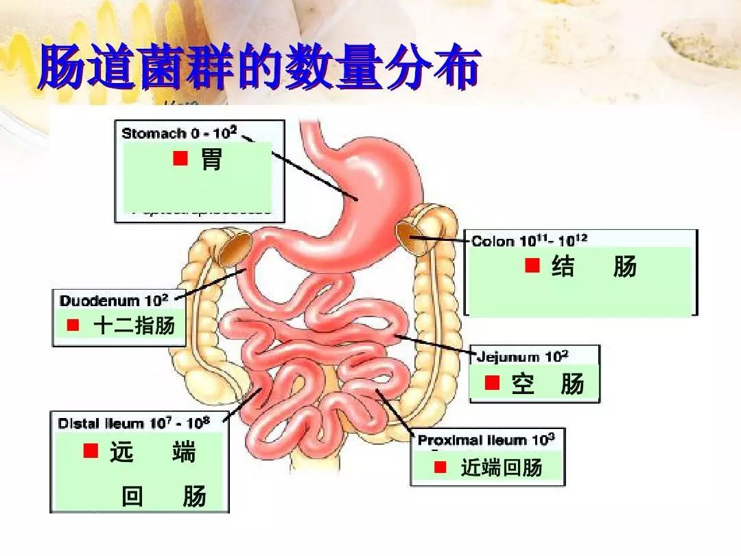 对抗肥胖新武器调节肠道菌群