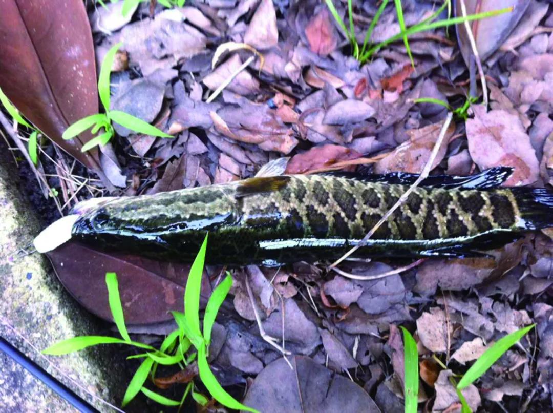 我用断尾软虫钓获的黑鱼