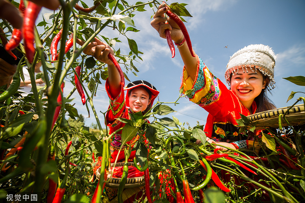 贵州毕节辣椒成熟农户采摘忙