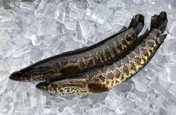 佐治亚州发布北方蛇头鱼入侵警报 钓客发现后应立即处死