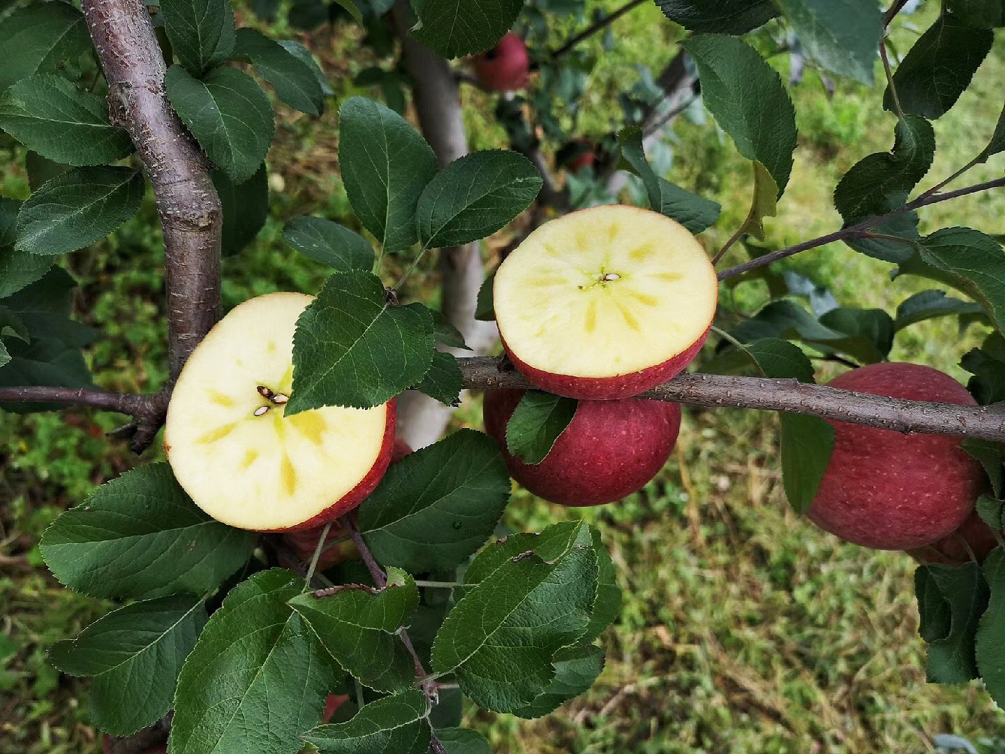 李家庄苹果正宗冰糖心苹果