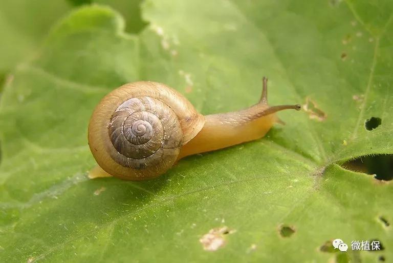 一招制胜有机蔬菜蜗牛和蛞蝓为害不再愁