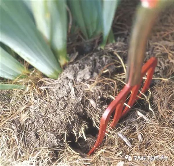 如何种植鸢尾花_根茎