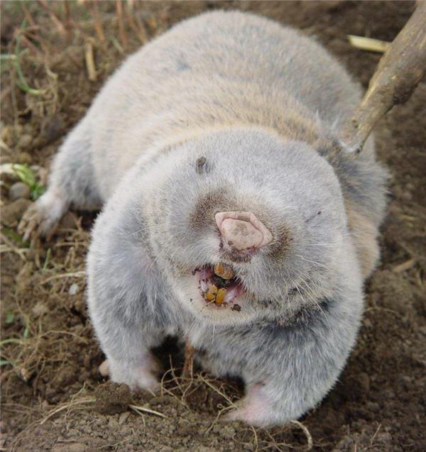 若尔盖草原发现一种蠢萌小动物,常年住"地下室",睡着很难叫醒_鼢鼠