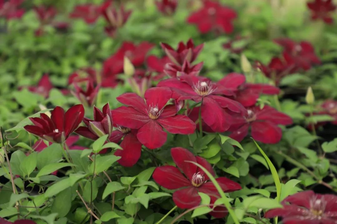 秋天最值得种的藤本皇后铁线莲想便宜点买到