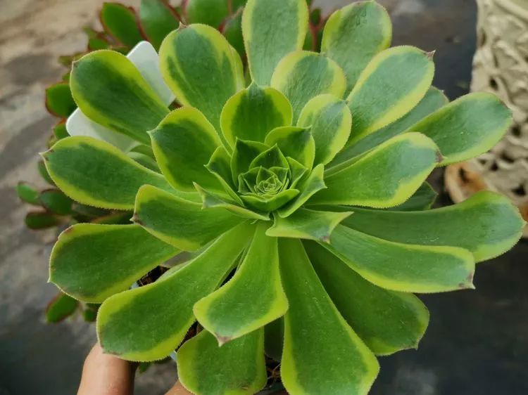 法师新品青翠欲滴檬动我心青檬法师育繁记