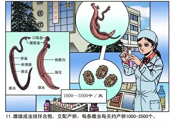 那就快跟随着小编看看怎么预防和治疗什么是血吸虫病?