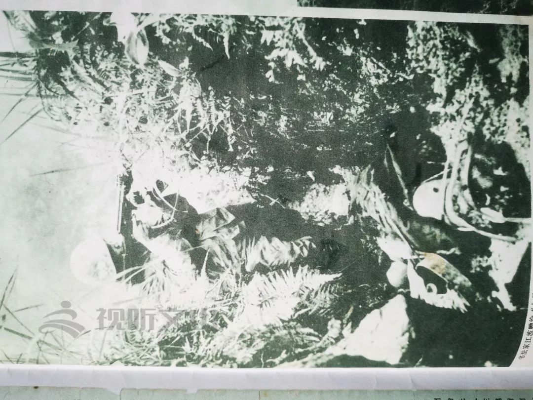 扣林山九勇士 何如坤:"1981年5月7日,我们向扣林山主峰发起了进攻