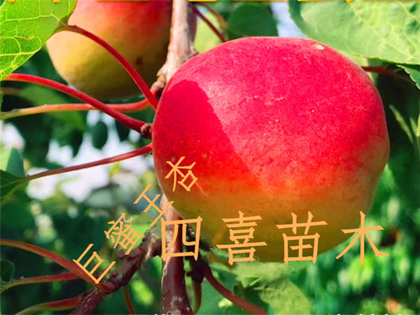 今年最新早中晚熟杏树苗详解