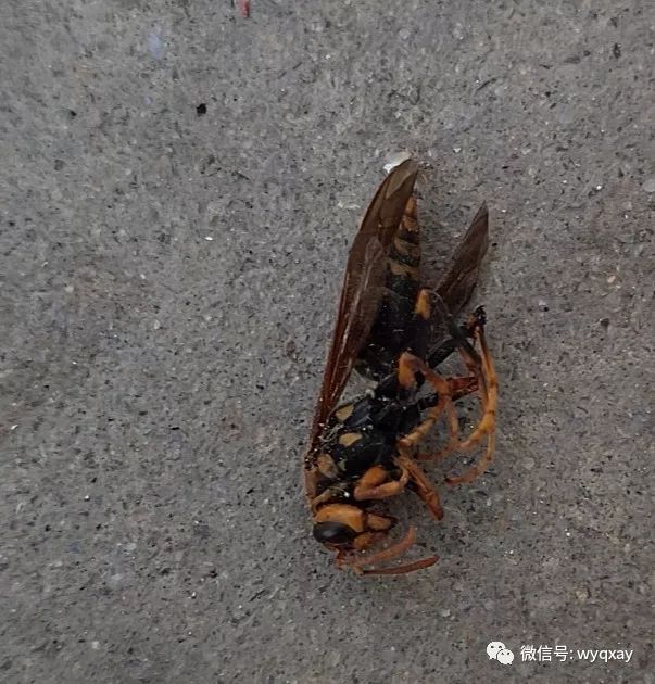 马蜂蛰死人图片图片