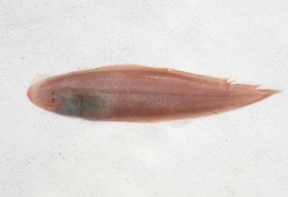 新鲜的10元才3斤渔民常拿它喂猫晒干后非常抢手一斤值20元