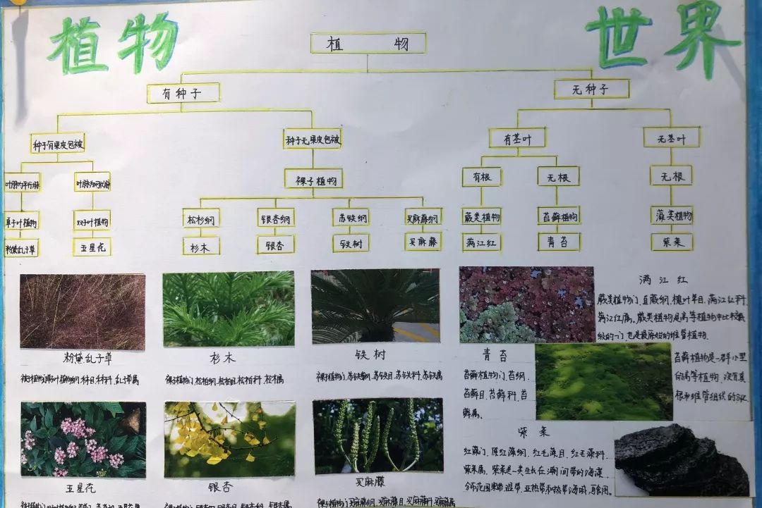 秋天也要点缀绿色