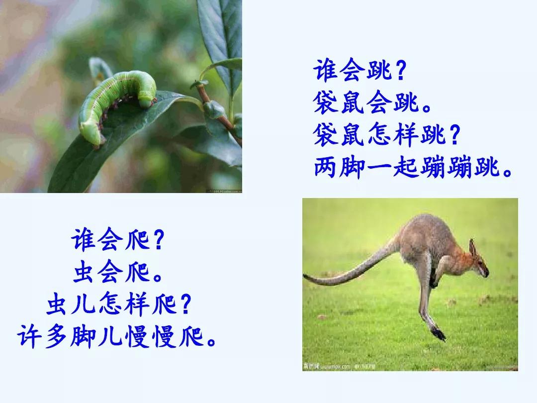 部编版一年级上册和大人一起读六谁会飞图文解读