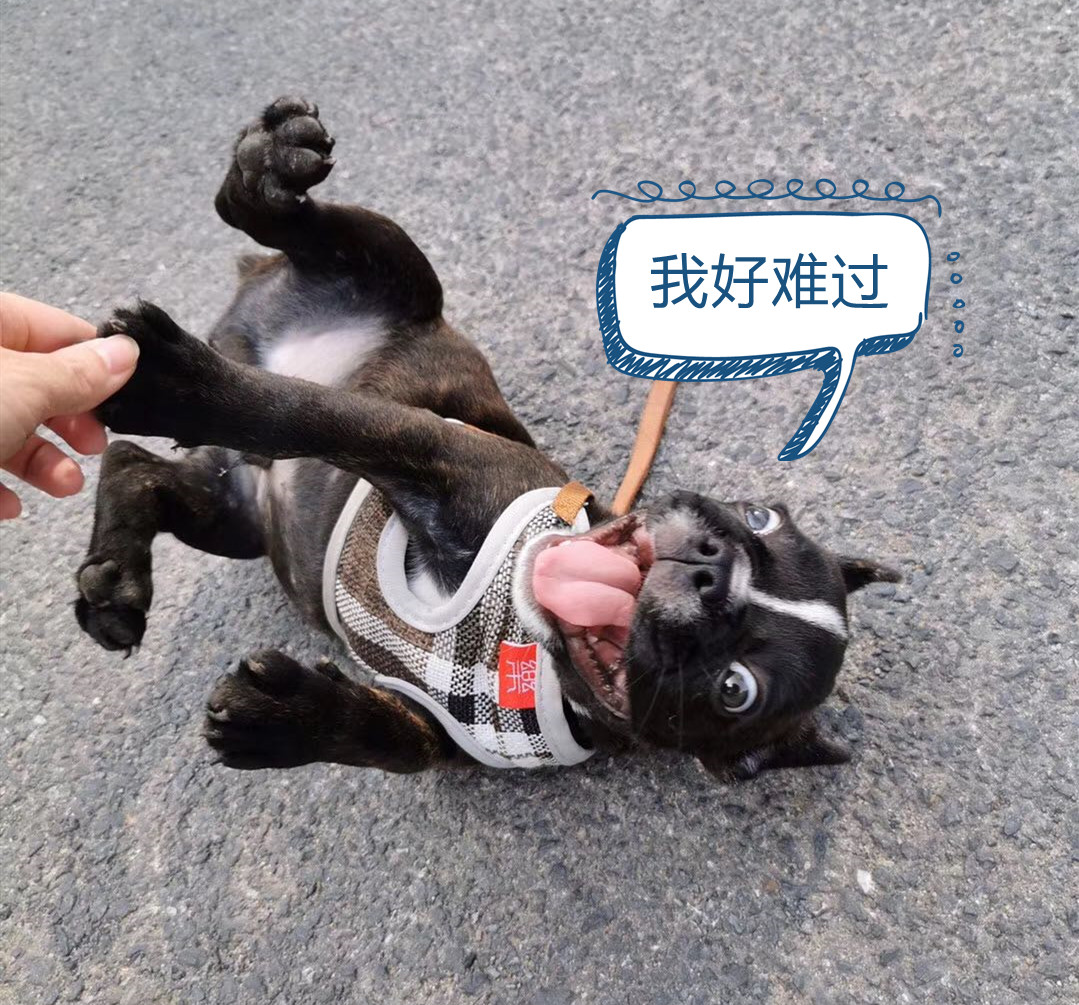 深度体验天猫精灵ccl这才是智能音箱该有的样子