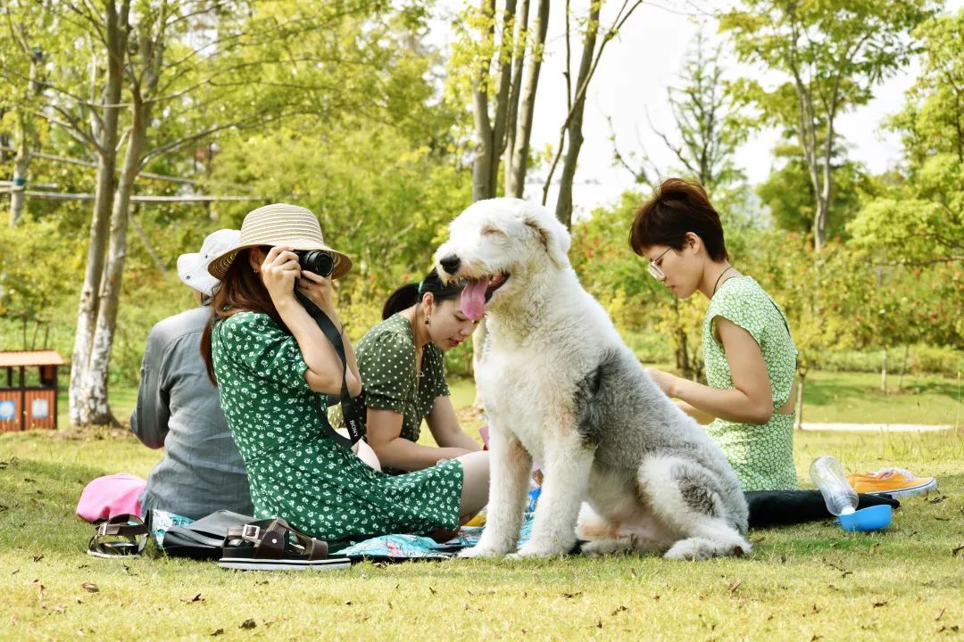 旅遊上海的寵物友好型公園來了1都沒的稀罕景區快帶小可愛一起參加