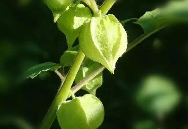 苦姑娘的果实有很好的药用价值,《中草药图普》就曾记载:灯笼果治小儿