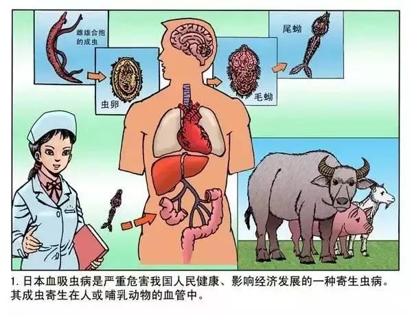 国家评估组在丹徒区评估血吸虫病传播阻断达标工作内附漫画