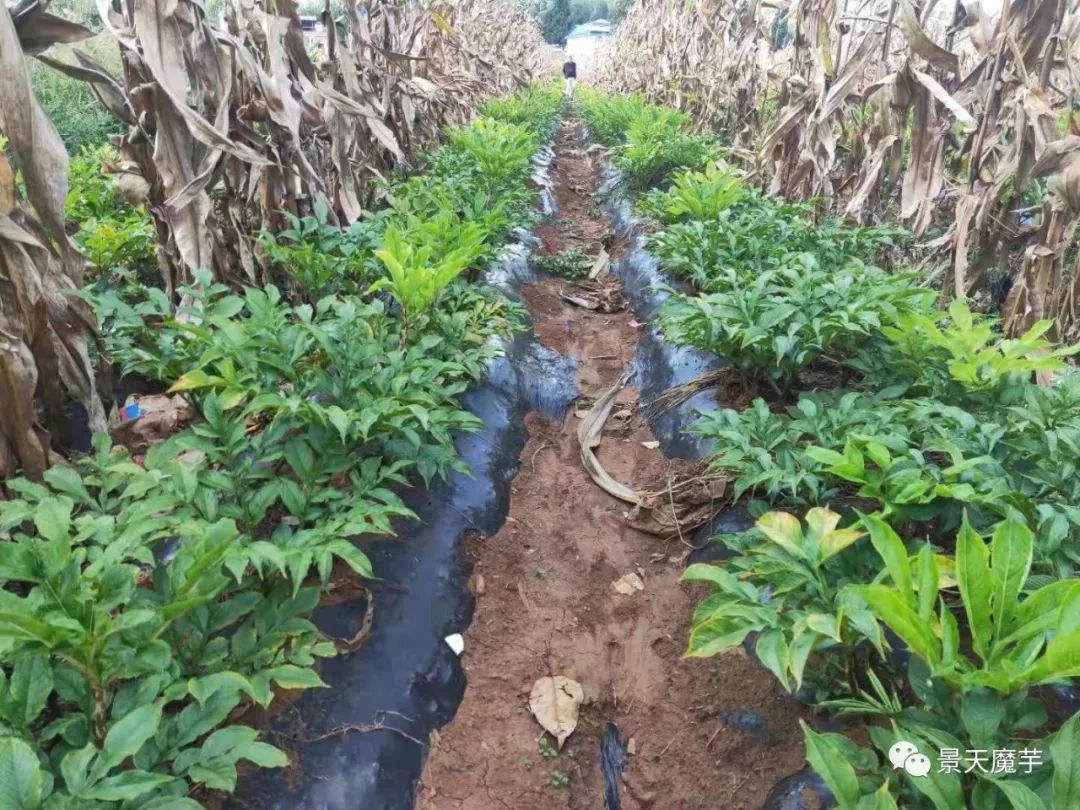 魔芋产业发展基本构想_种植