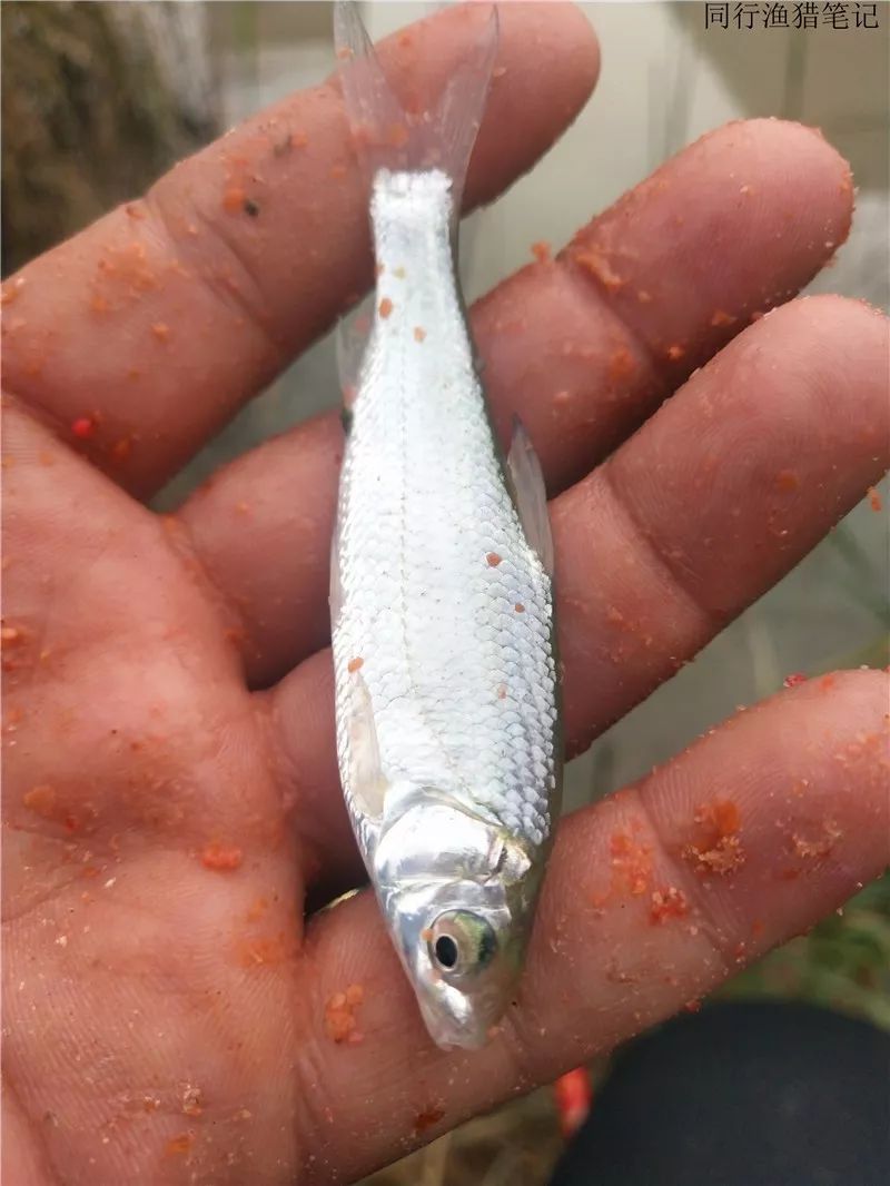 20191011钓鱼笔记蒹葭苍苍白露为霜所谓伊人在水一方