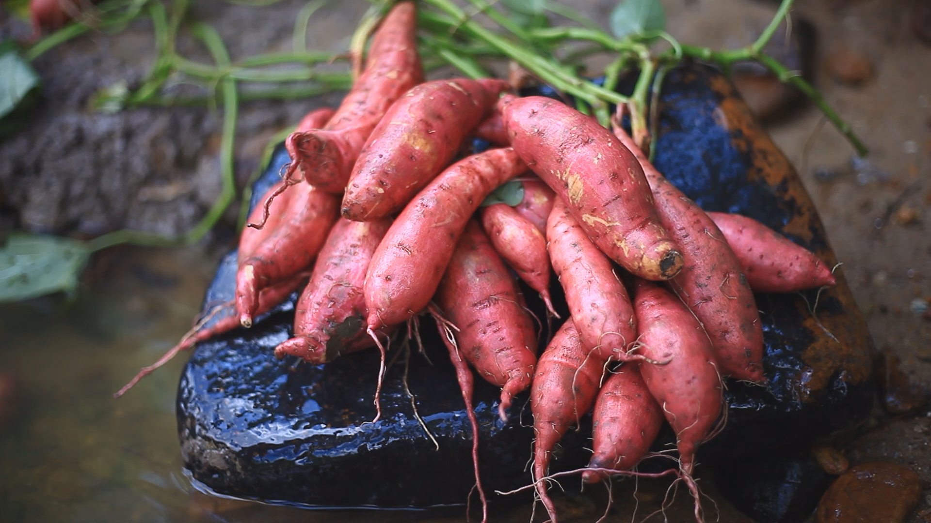 农村种植红薯效益可观其本身作用很是强大很多人还不知道