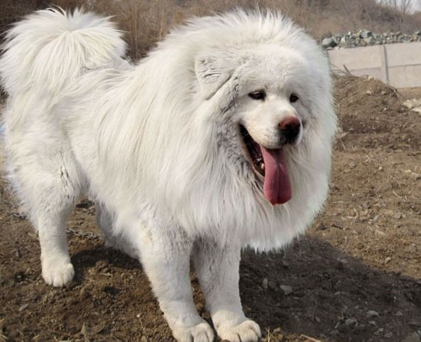 这种藏獒有着典型的喜马拉雅山地犬的原始特征:茂密的鬃毛好像非洲