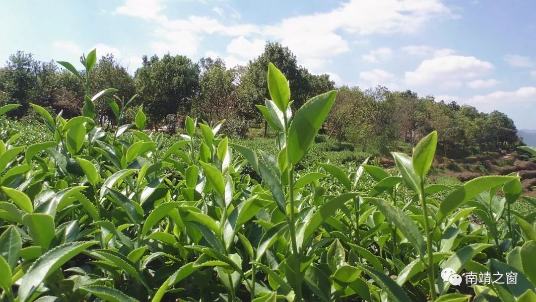 一片树叶 一个产业,南靖土楼茶值得一品~_茶叶