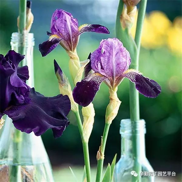 如何种植鸢尾花