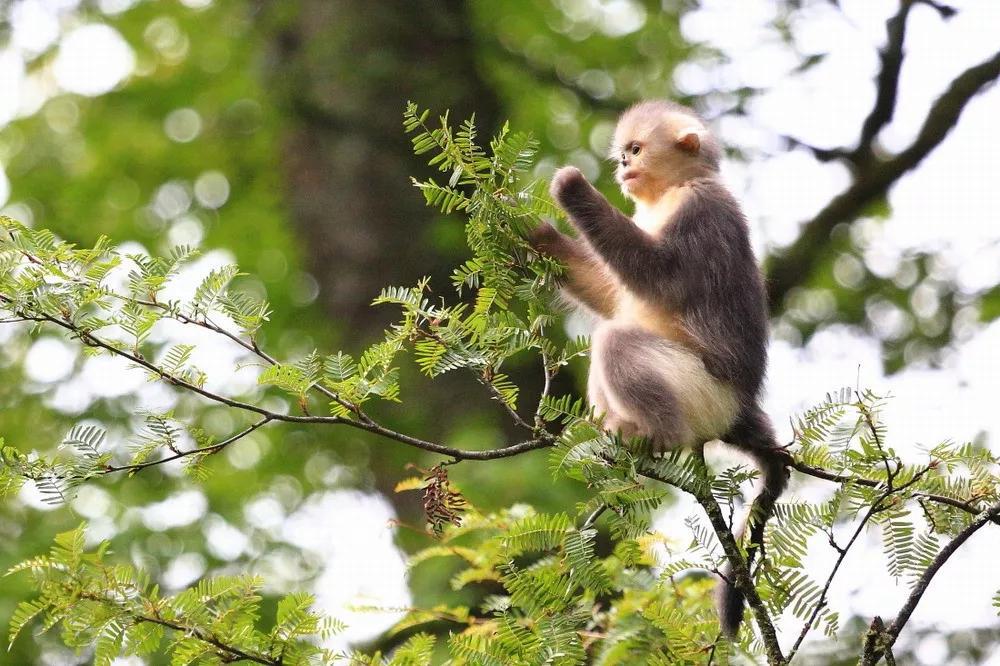 读书人为什么崇拜白猿