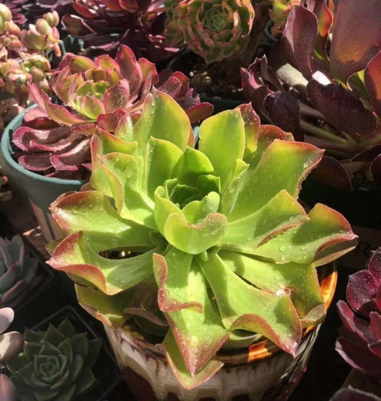 法师新品:青翠欲滴 "檬"动我心,青檬法师育繁记!