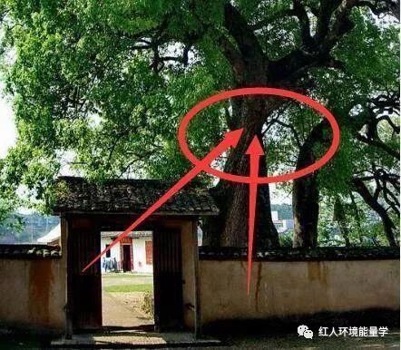 课堂分享门口不可有大树