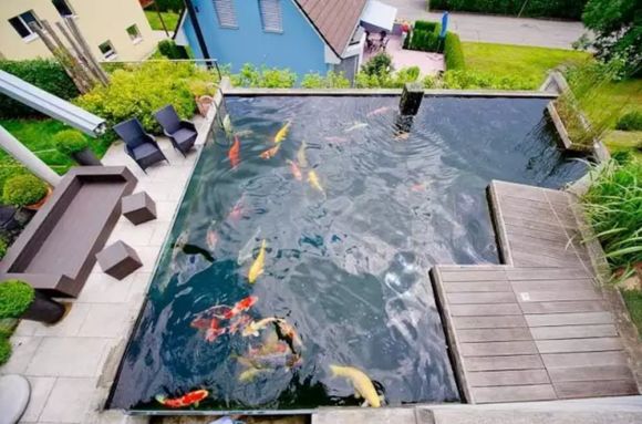 这样的露天锦鲤鱼池相当美,让人心旷神怡!