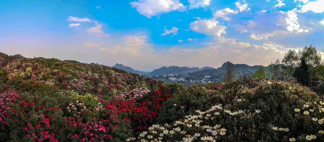 贵州两地入选2019最美花海,有生之年的必去目的地!