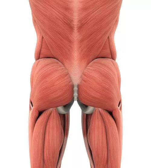 臀肌粗隆位置肌肉图片图片