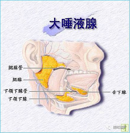 颌下腺唾液腺图片