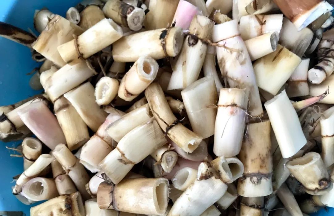 蒹葭苍苍话芦根