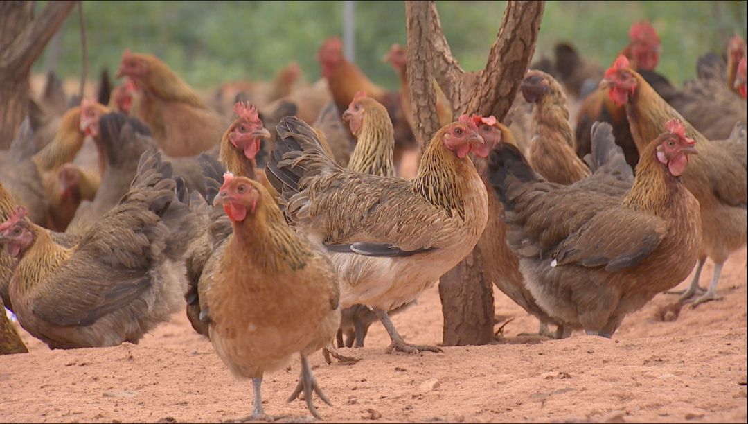 2万元起步的她养高脚鸡养出千万财