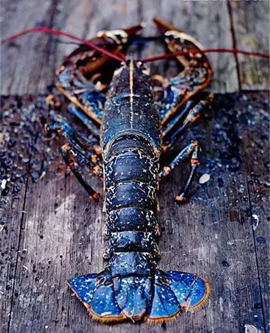 全球"最贵"海鲜排行榜!有的一条高达千万美金,真没见过_龙虾